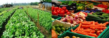Urban Vegetable Farming How To Make Passive Income From Your Backyard Garden Smallstarter Africa
