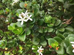 Image result for Carissa