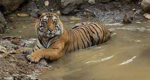 Dealing with Wildlife Conflict | Tigers4Ever Giving wild tigers a wild  future