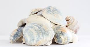 Huge selection of sea shells, clams, scallops and nautilus at wholesale prices How To Clean Seashells The Right Way Decor By The Seashore