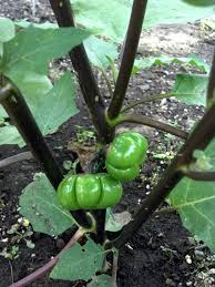 A real conversation piece in the garden and in floral arrangements. Organic 10 G Pumpkin On A Stick Ornamental Eggplant Seeds Plants Seeds Bulbs Seeds Bulbs Investinzarzis Tn
