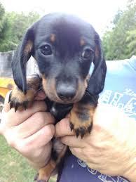 Browse thru our id verified puppy for sale listings to find your perfect puppy in your area. Dachshund Puppies For Sale Shelton Wa 305649 Petzlover