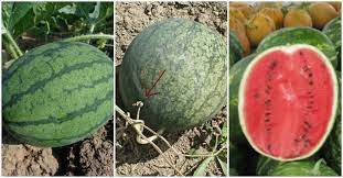 Give the watermelon a thump. Harvesting Watermelons When Is Watermelon Ready To Pick Updated