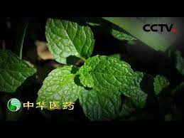 中华医药 藏在身边的鲜中药 常见的野草却是治病的良药 20190713 cctv中文国际 youtube plant leaves plants health