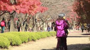 Tips pertama saat melakukan traveling di korea saat musim semi adalah melihat bunga cheri. Musim Panen Musim Luruh Berita 2021