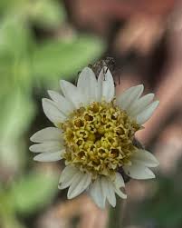 Image result for Tridax