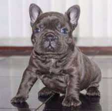 Find the perfect puppy for sale in portland, oregon at next day pets. French Bulldog Rescue Portland Oregon My Hobby