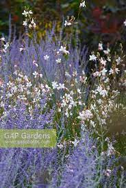 Pink and white cultivars of gaura lindheimeri have wispy. Perovskia Atriplicif Stock Photo By Julie Dansereau Image 0210358