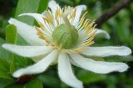 Image result for Xylotheca tettensis