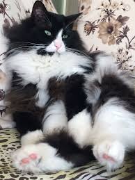 Pin By Nurdan Dokuzoguz On Cicak Cute Cats Pretty Cats Beautiful Cats