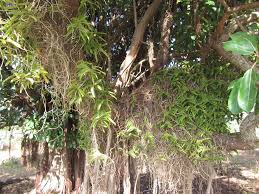 Image result for Calyptrochilum