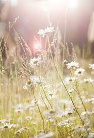 soft and pretty beautiful flowers flowers wild flowers