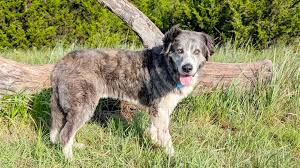 Image result for Recreation Pets Dogs Web Graphics