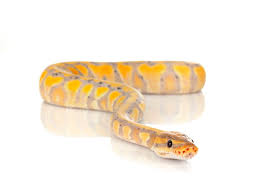 I would recommend a ball python for people that need to save money or for a non biter snake that is good for beginners or a 7 and older child that would want. Banana Ball Python Morph 9 Stunning Photos Info