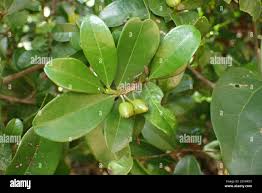 Image result for Erythroxylum emarginatum