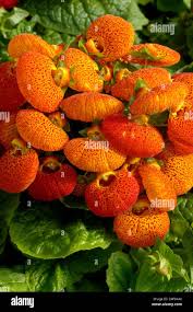 Image result for Calceolariaceae