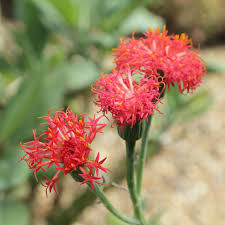 Image result for Kleinia