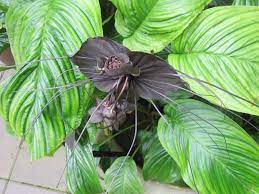 Pin On Gardening