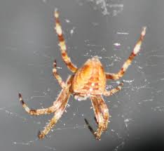 Female cross orb weavers are easily identified by their robust. Spiders Of San Francisco Bay Area Sfbaywildlife Info