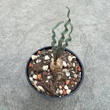 Image result for Trachyandra burkei