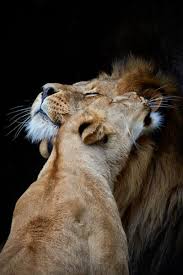 Turquoblue Animals Cute Animals Wild Cats