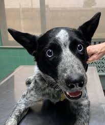 On initial examination, both dogs had mydriasis and decreased pupillary light reflexes in both eyes. Red Bluff Veterinary Clinic Sudden Onset Blindness And Dilated Pupils This Is Ivermectin Toxicity Due To Eating A Little Bit Of Horse Wormer That The Horse Spat Out She Is Staying
