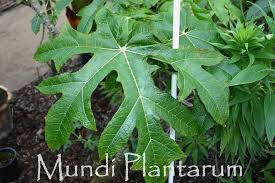 Image result for Vasconcellea pubescens