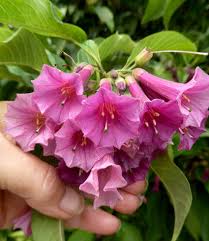 Image result for Iochroma