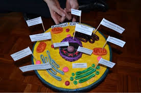 Tell them to be creative! 11 Ashley 5th Grade Cell Project Ideas Cells Project Animal Cell Animal Cell Project