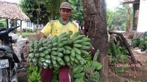 Hasilnya dijual kepada peraih atau pengusaha makanan ringan yang berdekatan. Pasokan Normal Harga Pisang Di Lampung Selatan Stabil Cendana News