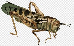 Надсемейство acridoidea macleay, 1819 — саранчовые. Caelifera Insect Locust Grasshopper Insects Fauna Arthropod Png Pngwing