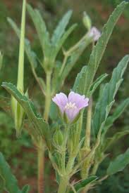 Image result for Monsonia angustifolia