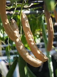 Image result for Canavalia