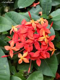 Image result for Ixora fastigiata