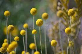 Australian Native Yellow Billy Button Flowers Craspedia Glauca Daisy Family As Sponsored Sponsored In 2020 Button Flowers Summer Blooming Flowers Billy Buttons
