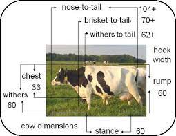Dairy Cow Comfort Free Stall Dimensions