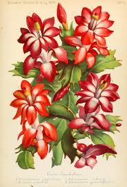 Illustrierte Garten Zeitung Related Titles Other Illustrierte Monatshefte Fur Gesammtinteressen Des Gartengaue Flowers Botanical Printables Botanical Prints