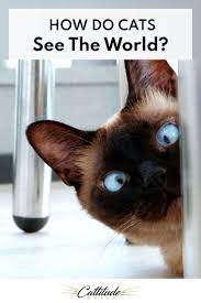 How Do Cats See The World Cat Care Cats Cat Breeds