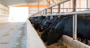This Livestock Facility Was Built For Smith Cattle Co Of Estherville Ia Special Features Morton S Hi Rib Steel Cupolas Eyebrow Wainscot Mor Ciftlikler Tarim