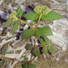 Image result for Euphorbia ophthalmica