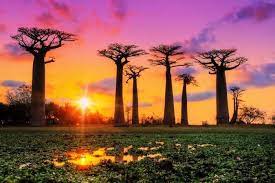 Top sights in madagascar, africa. Madagascar Island Know Everything About This Exquisite Island