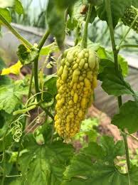 Image result for Momordica charantia