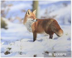 Vielen dank für ihren besuch! Fuchs Zeichnungen