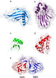 Image result for Dioscoreophyllum