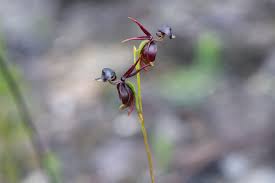 Astounding Plants that Look Like Animals