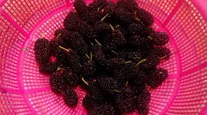 Mulberry trees have delicious juicy crimson black, red or white fruit that is rarely seen on the supermarket shelves hence the need to. Unique Fruits That You Should Try In Iran Erasmus Blog Iran