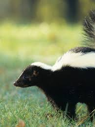 To get rid of skunks and keep cats off your backyard, fill a large pot with tap water and add two sliced jalapenos, one sliced onion, and one tablespoon of cayenne pepper. This Is The Only Effective Diy Way To Get Rid Of Skunk Stink Wgme