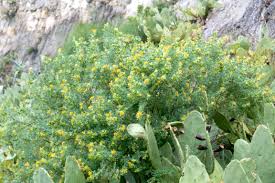 Image result for Ophrestia