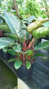 Philodendron Rojo Congo 1 Philodendron Plants Houseplants