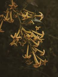 Image result for Cestrum nocturnum